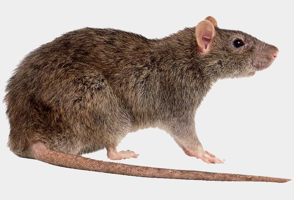 Desratização Lisboa