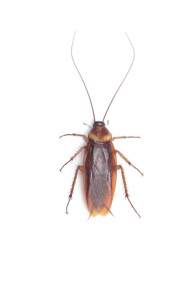 Desbaratização Lisboa