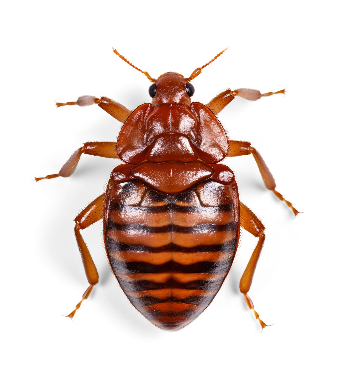 Percevejos cama Lisboa